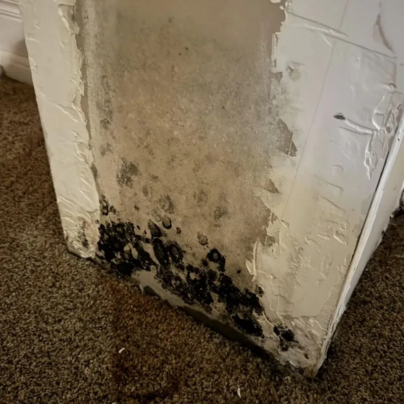 Professional Mold Removal in Brier, WA